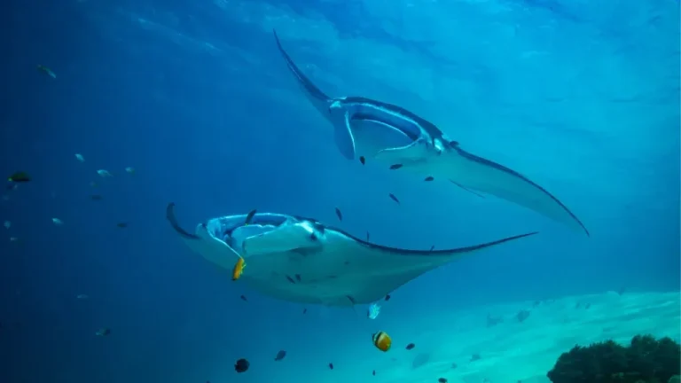 A manta ray gliding over the reef at Manta Point