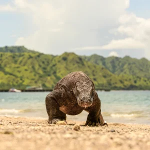 A Komodo dragon on the shoreline of Komodo Island