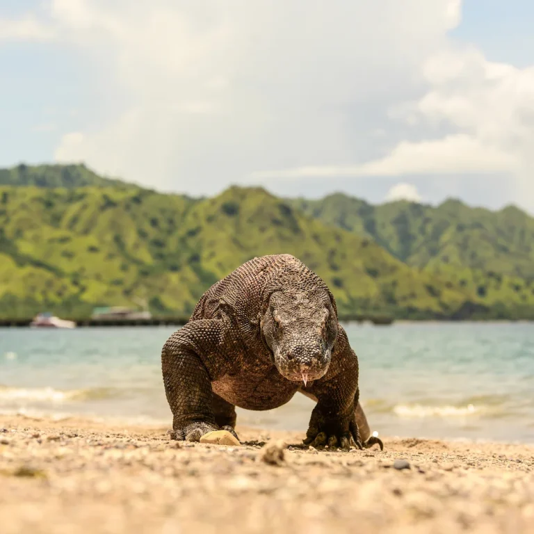 A Komodo dragon on the shoreline of Komodo Island