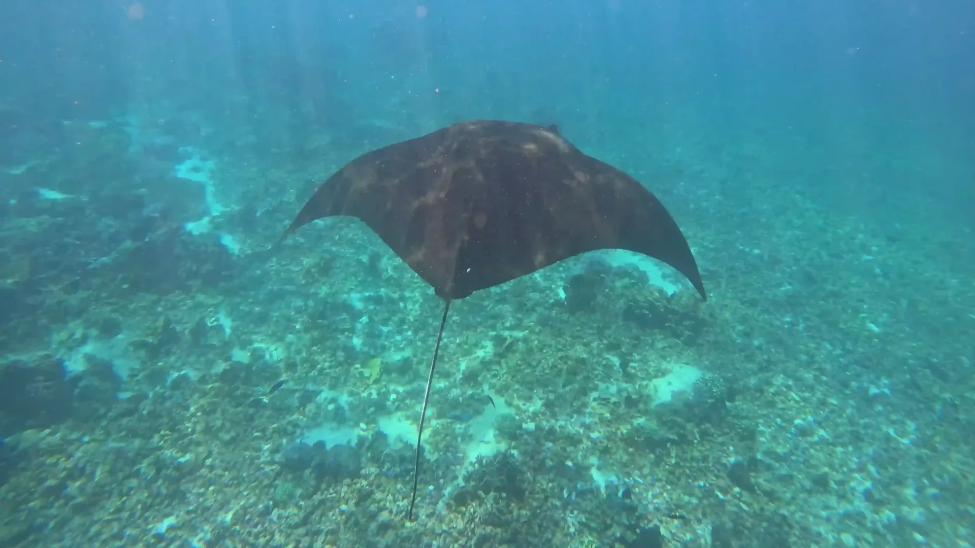 Best Komodo Cruise Itinerary for Manta Rays: Why 4D3N Gives You a Second Chance (2026)